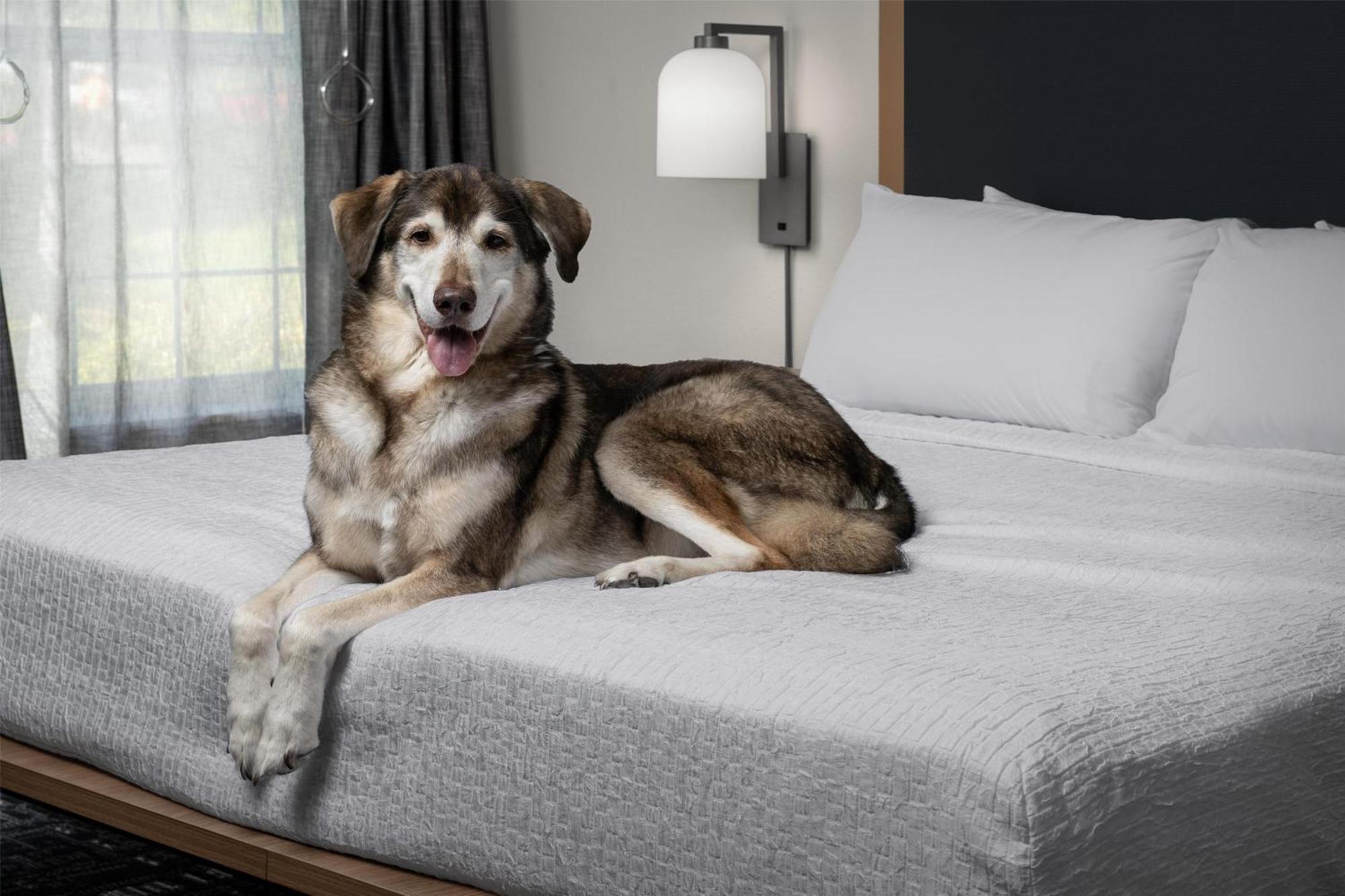 Hotel Homewood By Hilton / Portland